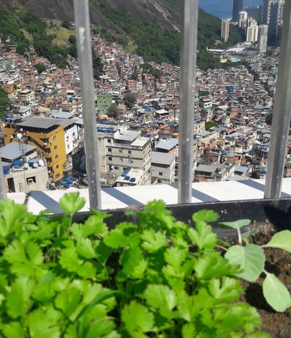 Jardineiro constrói hortas na Favela da Rocinha (RJ)